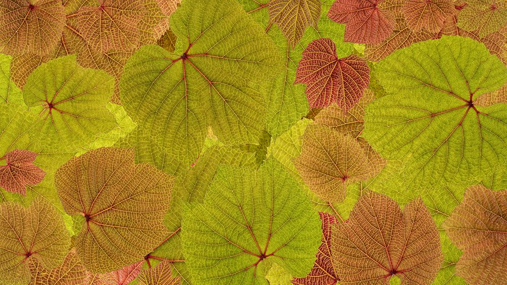 USA, Washington State, Seabeck. Grape leaves close-up.
